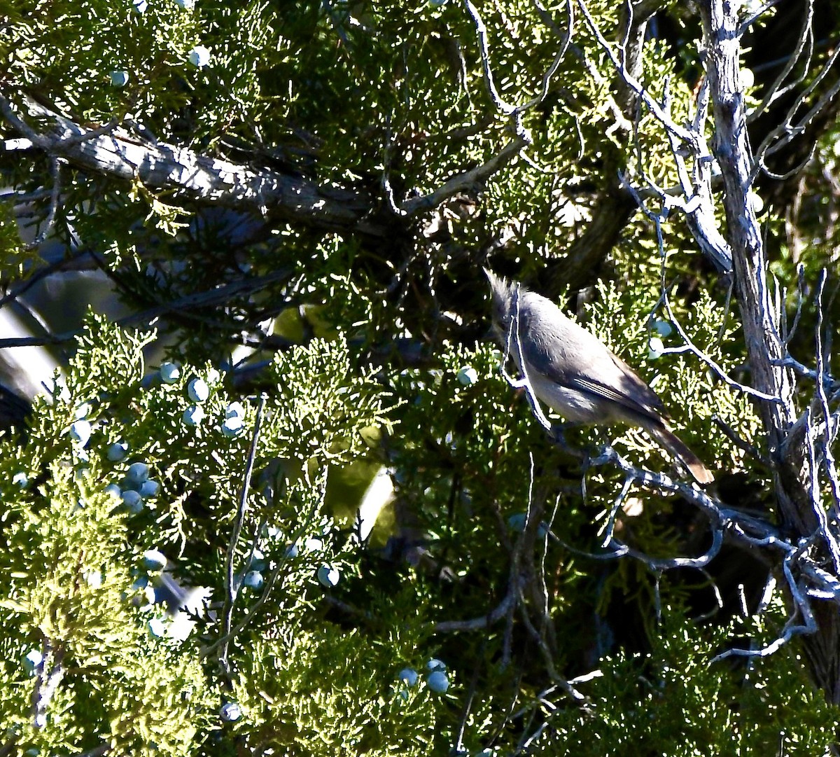 Juniper Titmouse - ML620386599