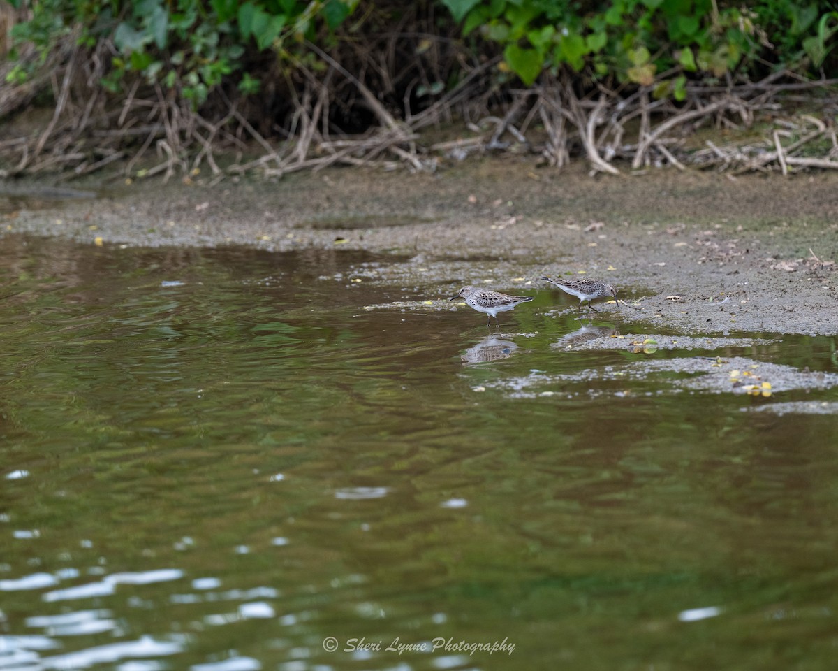 White-rumped Sandpiper - ML620386603