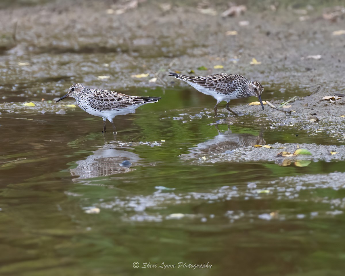 White-rumped Sandpiper - ML620386604