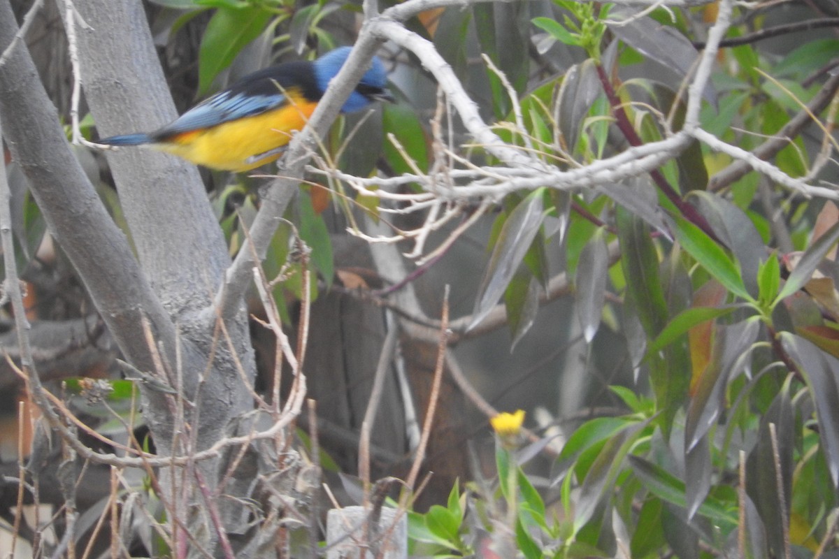 Blue-and-yellow Tanager - ML620386610