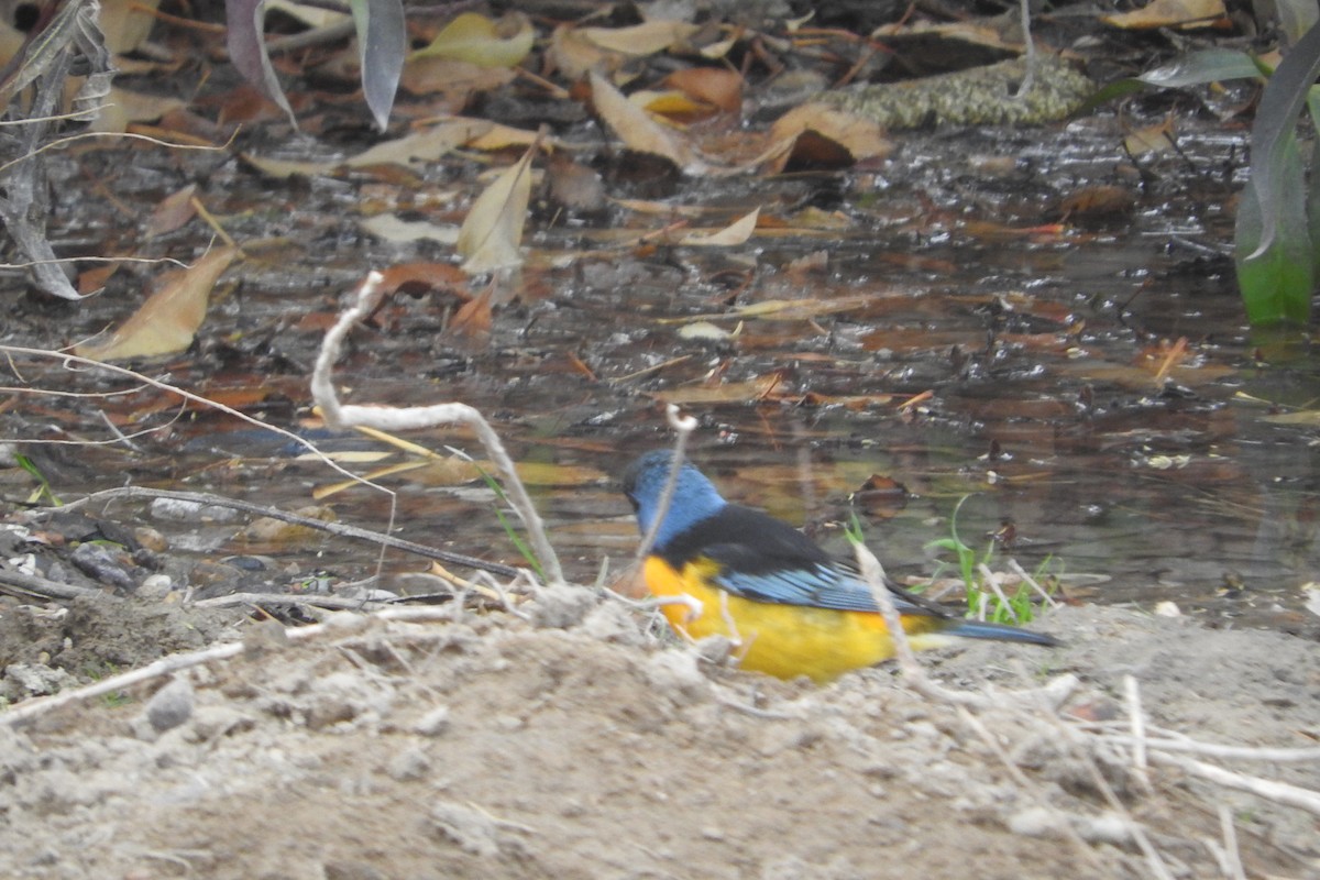 Blue-and-yellow Tanager - ML620386611