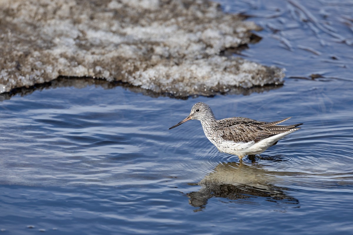 Common Greenshank - ML620386629