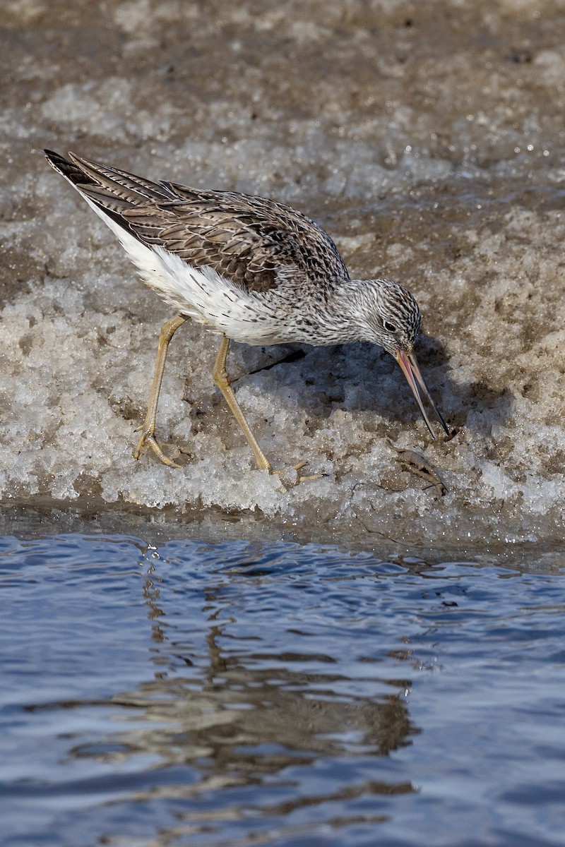 Common Greenshank - ML620386630