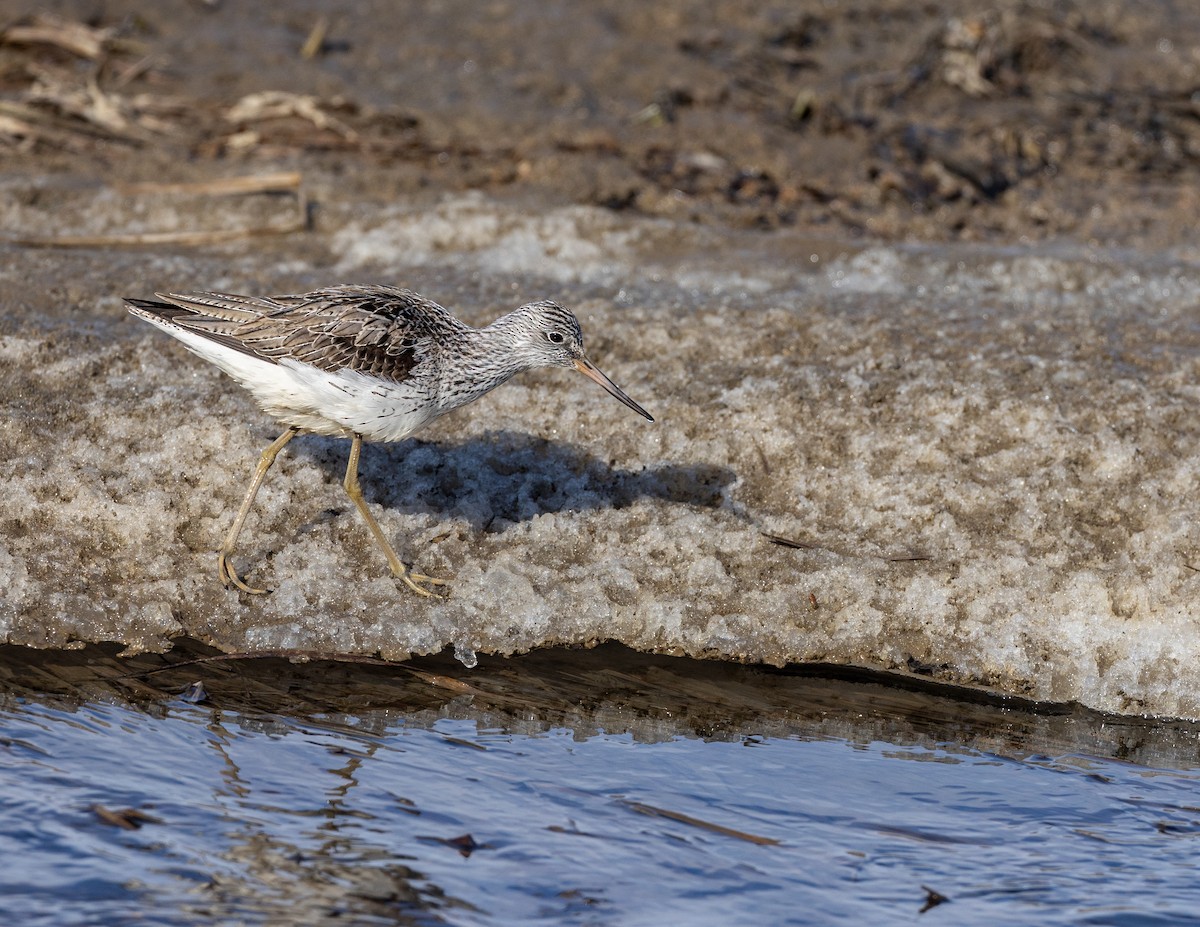 Common Greenshank - ML620386631