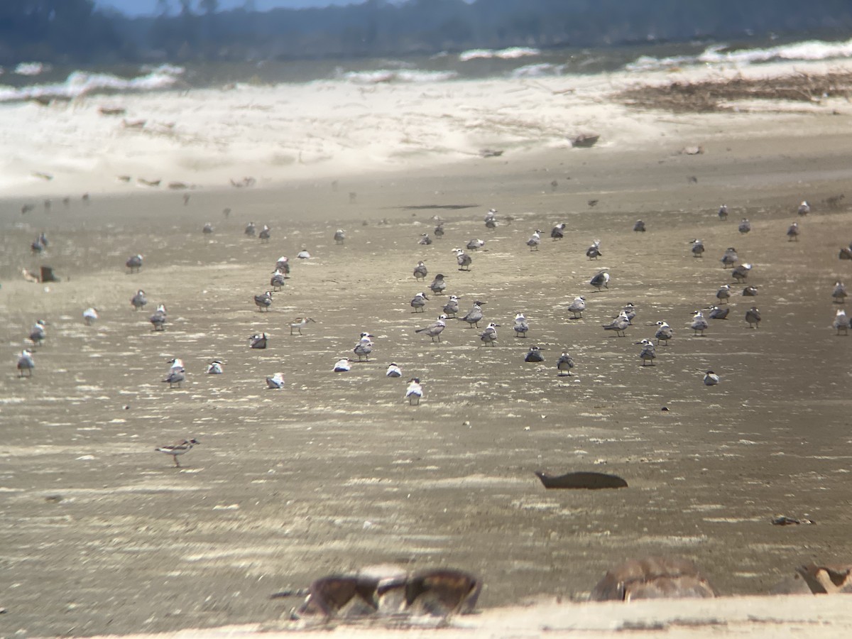 Black Tern - ML620386639