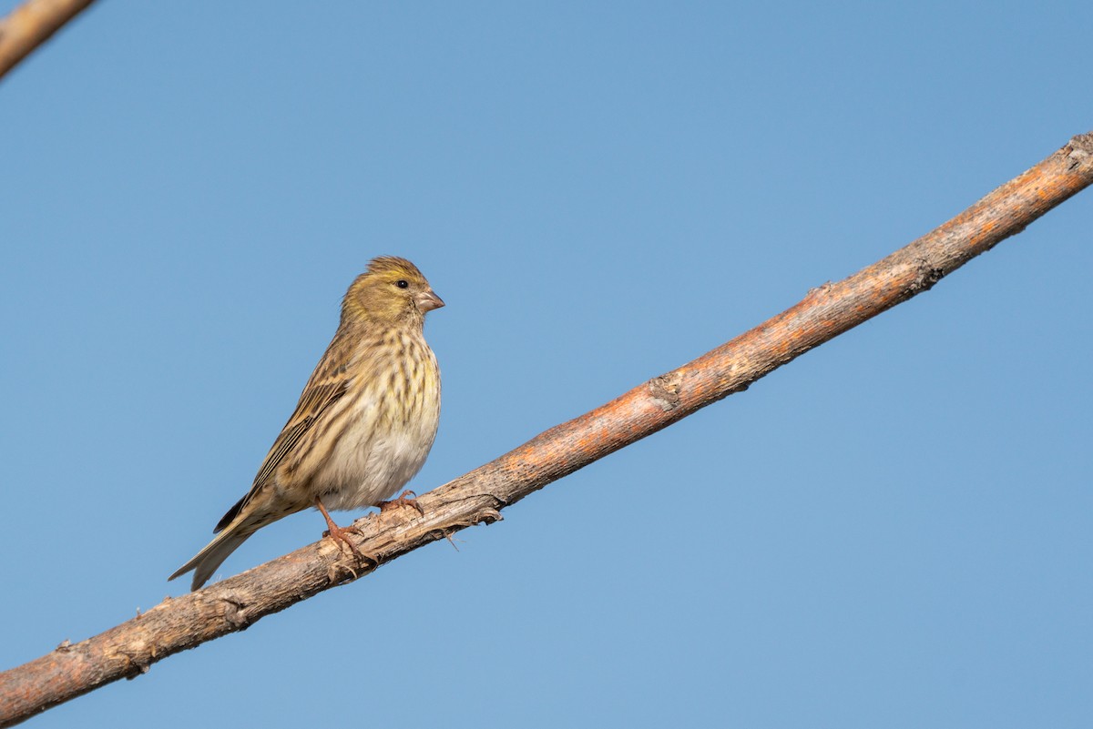 European Serin - ML620386641