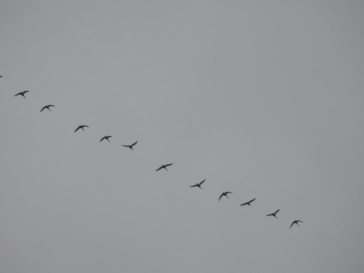 Tundra Swan - ML620386643