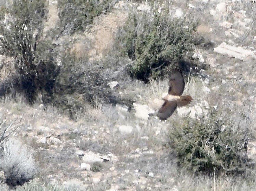 Red-tailed Hawk - ML620386667