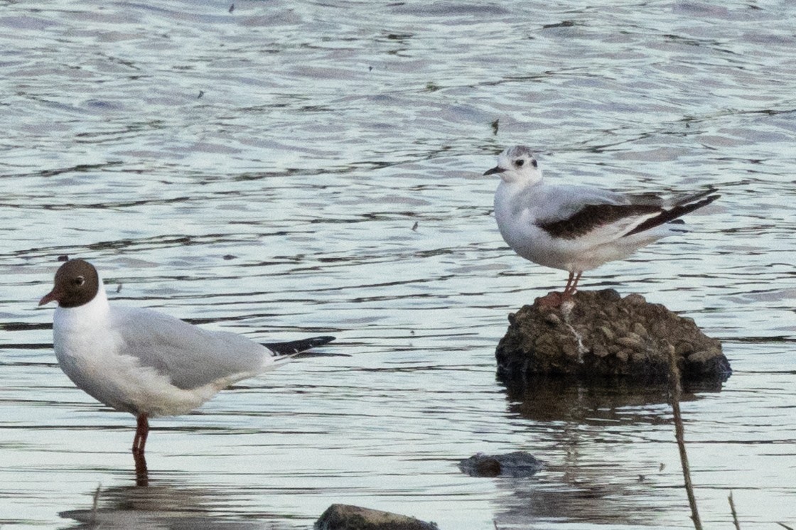 Little Gull - ML620386676