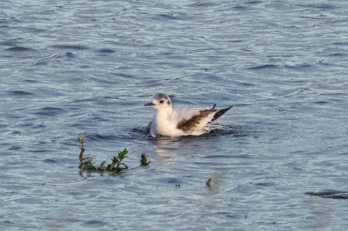 Little Gull - ML620386677