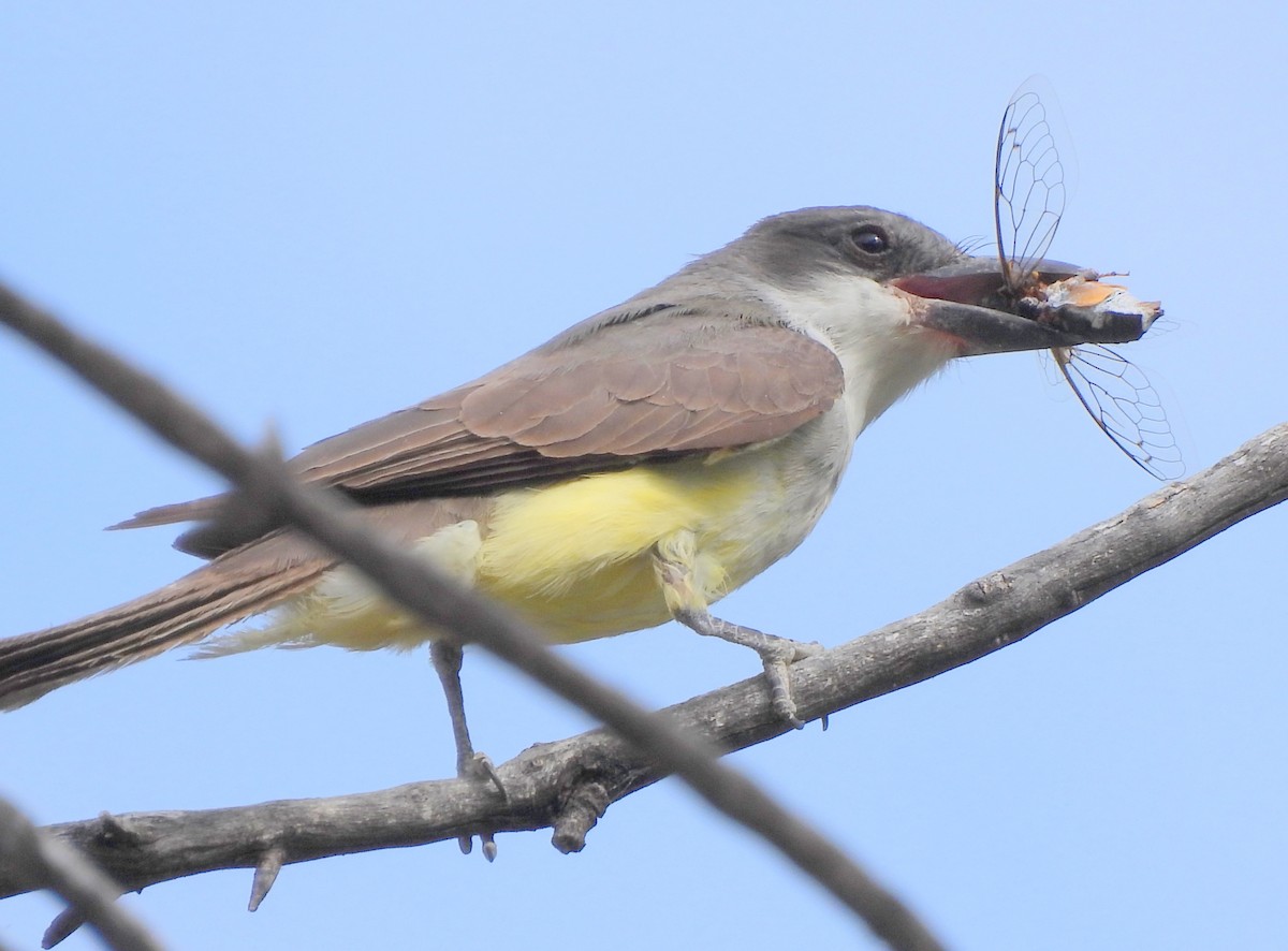 Dickschnabel-Königstyrann - ML620386682