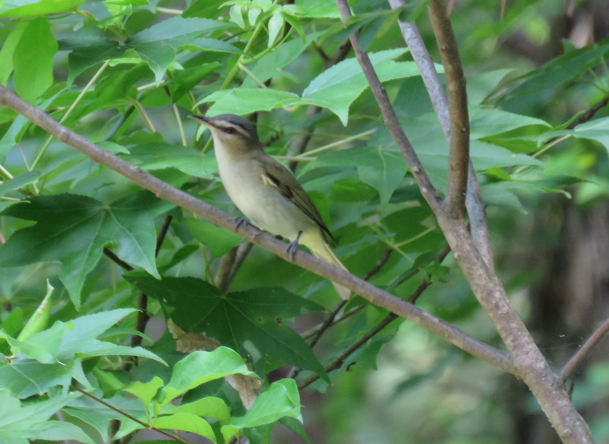 Red-eyed Vireo - ML620386684