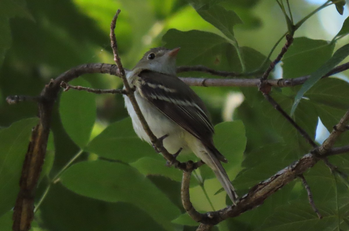 Acadian Flycatcher - ML620386697