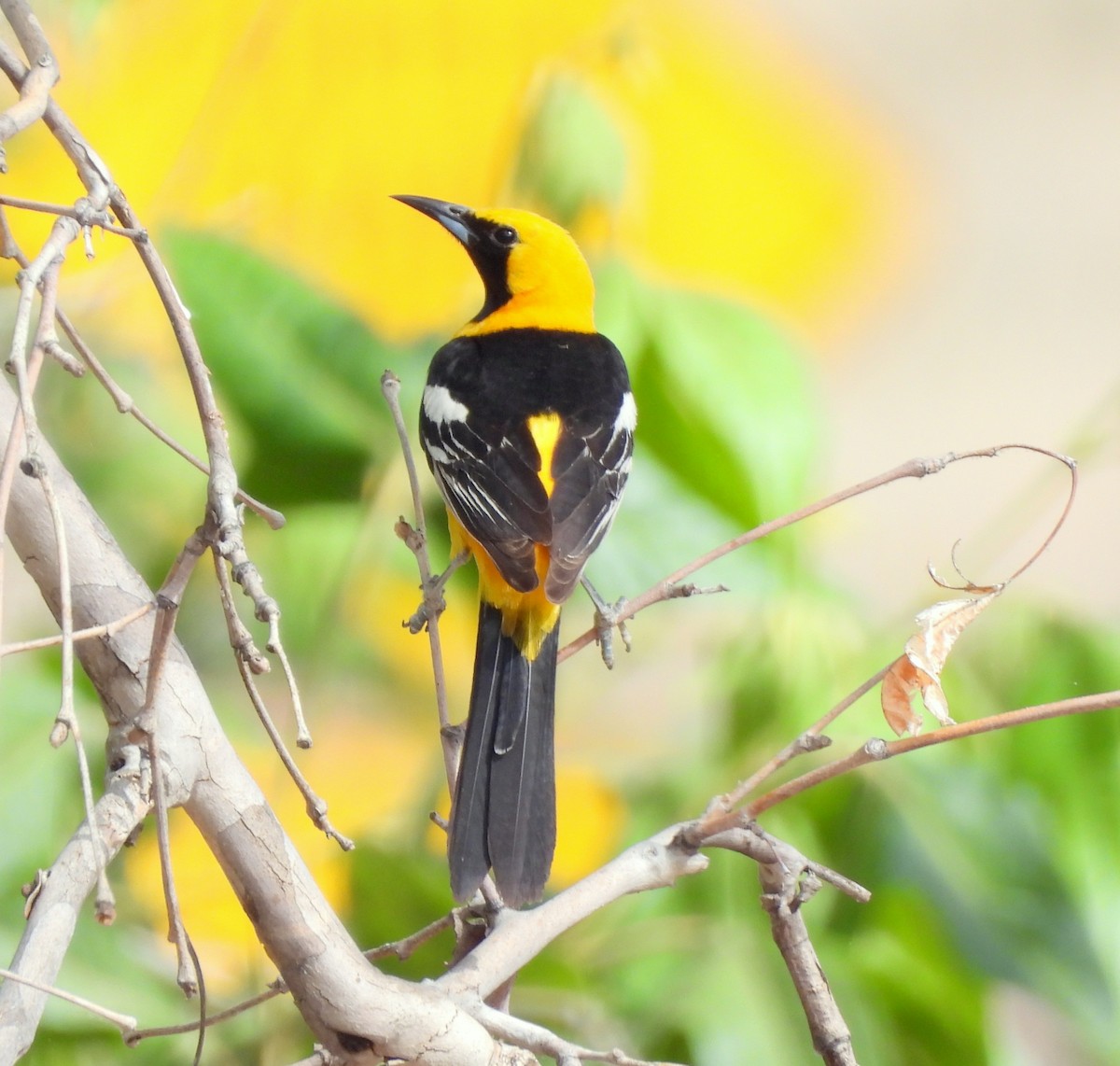 Hooded Oriole (nelsoni Group) - ML620386699