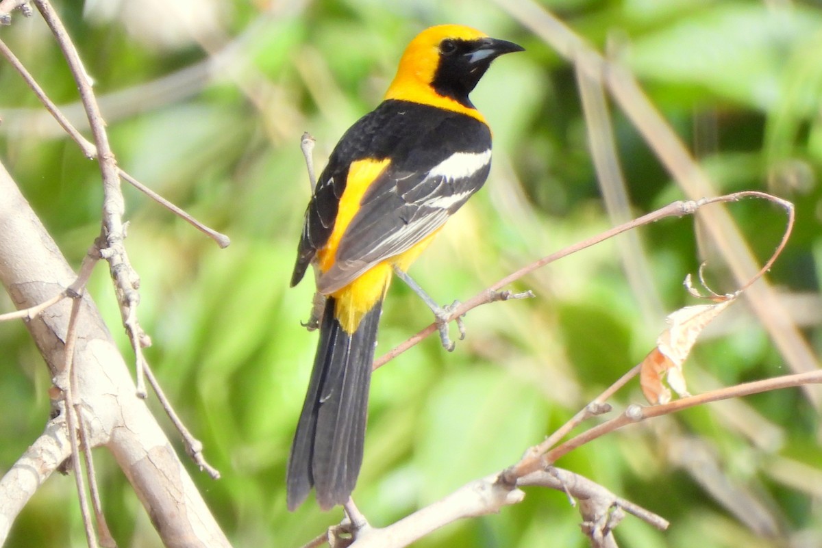 Oriole masqué (groupe nelsoni) - ML620386700