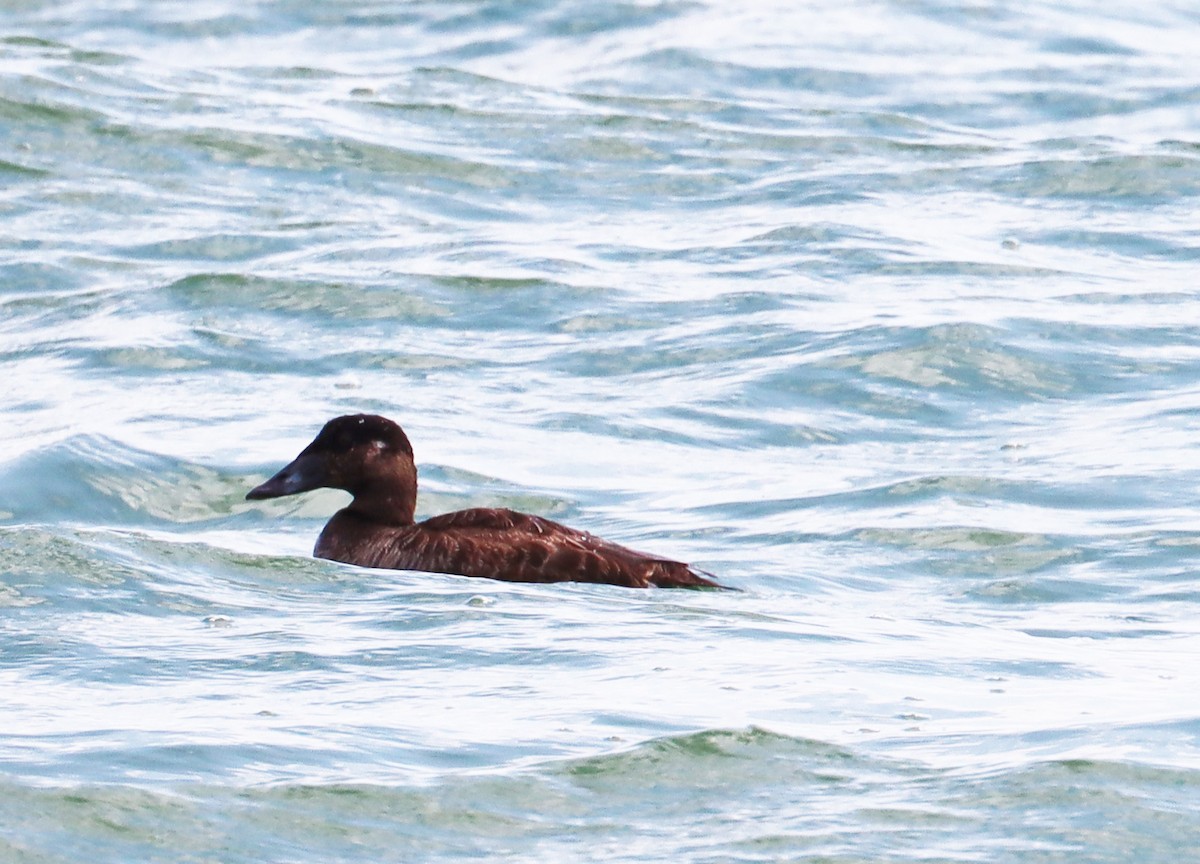 Surf Scoter - ML620386701