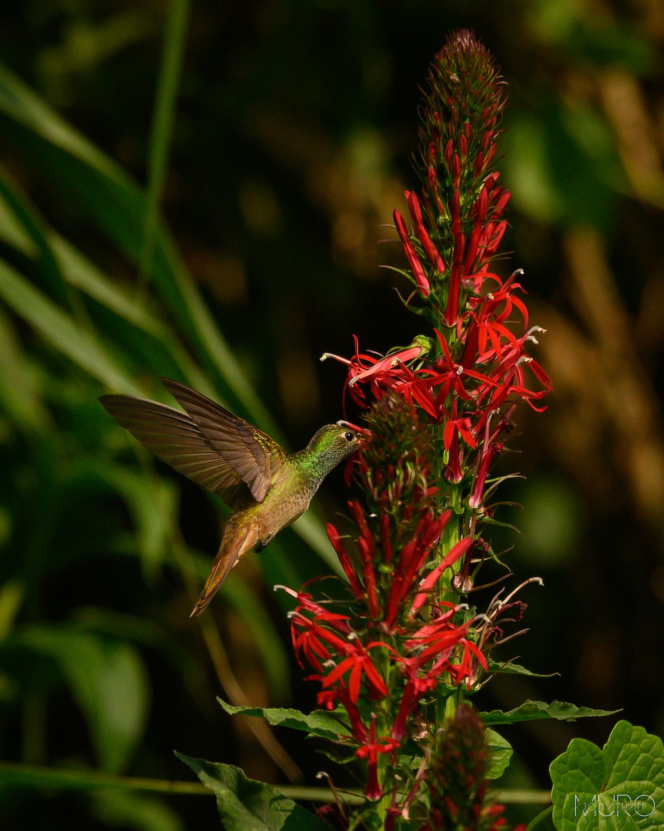 Buff-bellied Hummingbird - ML620386707