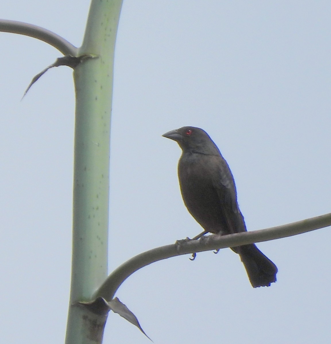 Bronzed Cowbird - ML620386713