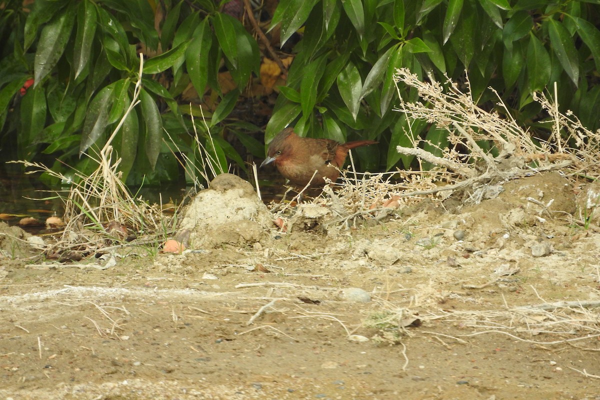 Brown Cacholote - ML620386722