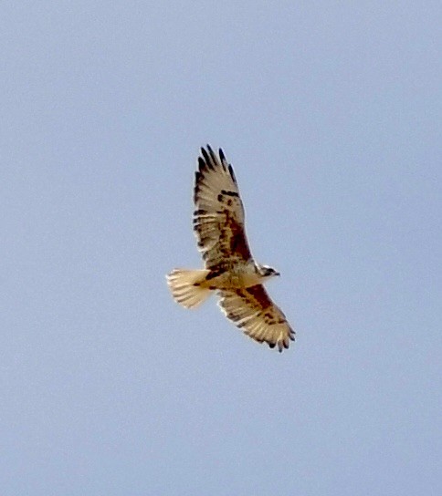 Red-tailed Hawk - ML620386730