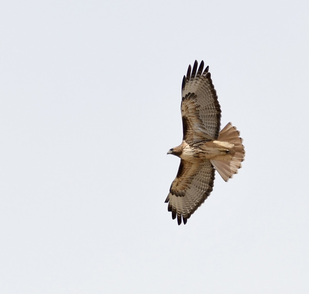 Red-tailed Hawk - ML620386731