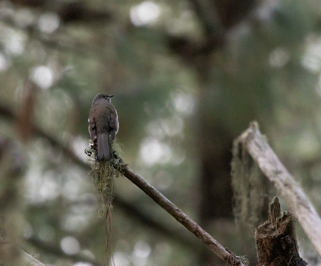 Brown-backed Solitaire - ML620386737