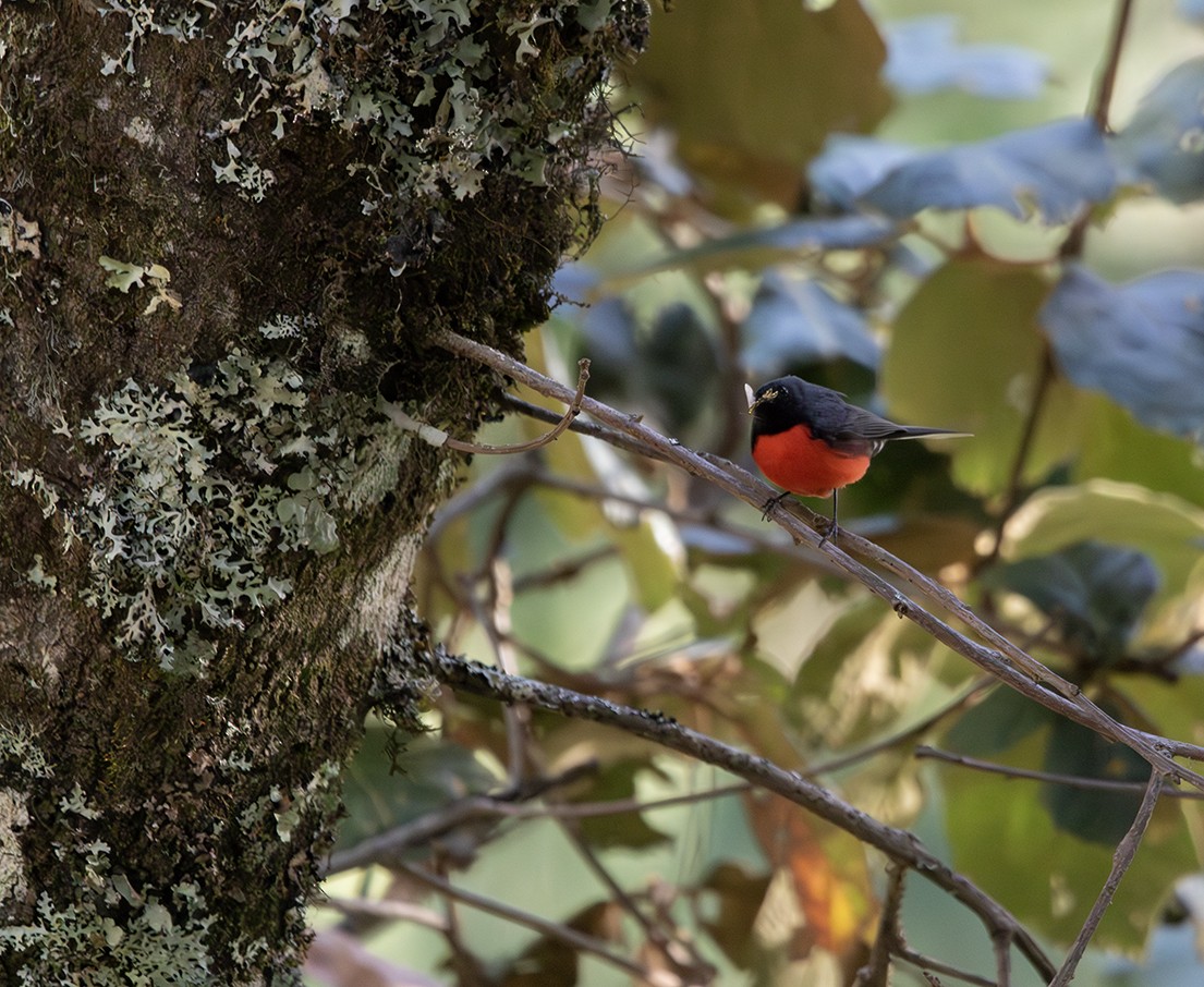 Slate-throated Redstart - ML620386751