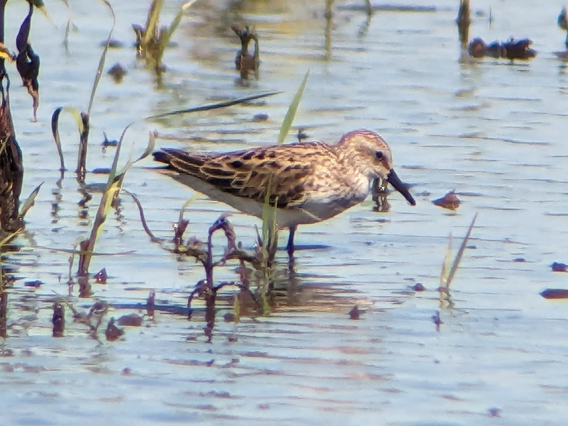 Semipalmated Sandpiper - ML620386755