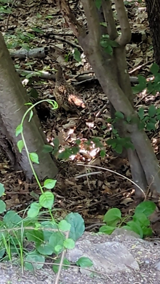 Ring-necked Pheasant - ML620386765