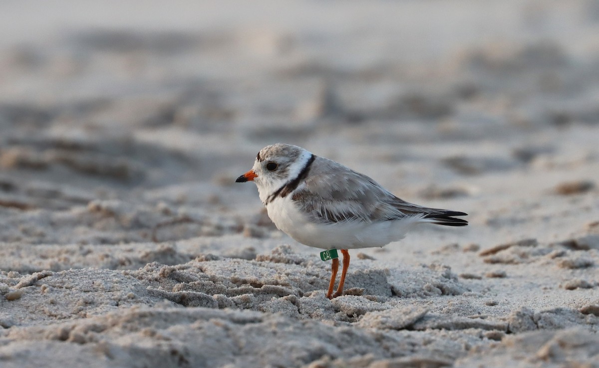 Piping Plover - ML620386772