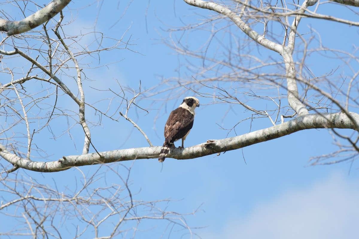 Laughing Falcon - ML620386779