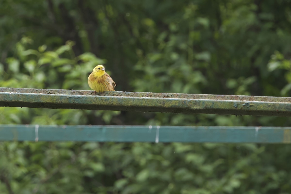 Yellowhammer - ML620386781