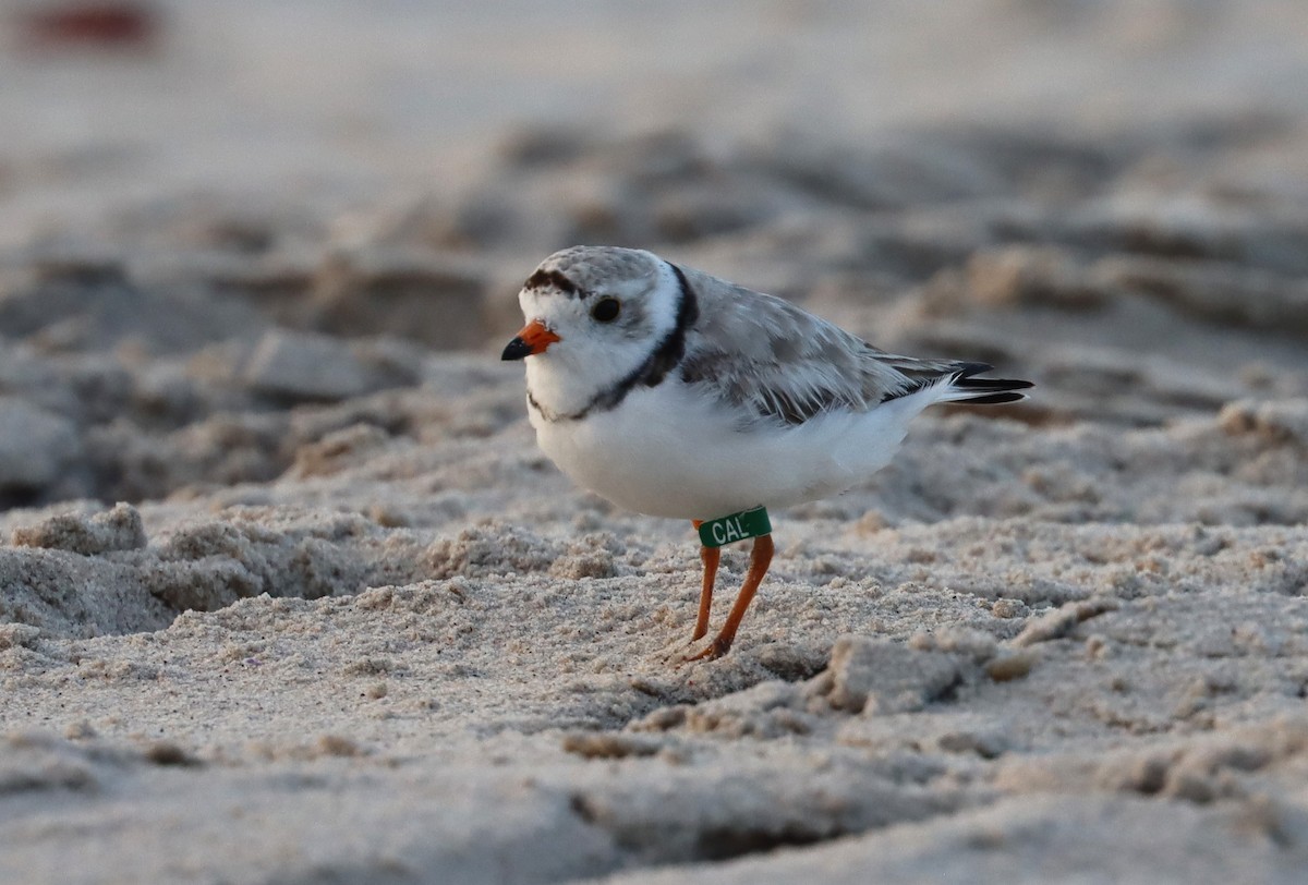 Piping Plover - ML620386784