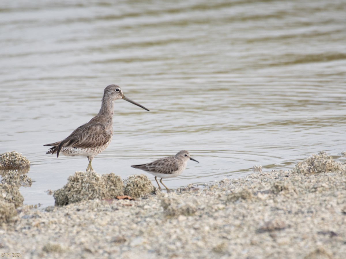 Short-billed Dowitcher - ML620386786