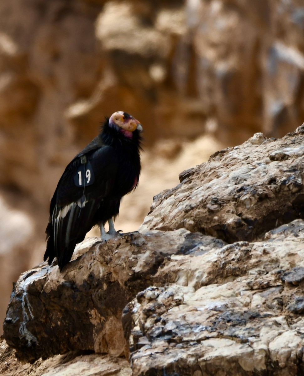 California Condor - mark perry