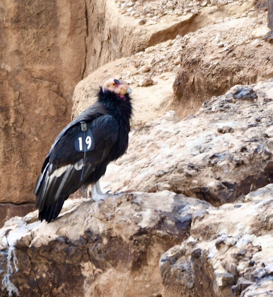 California Condor - ML620386795