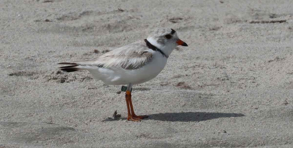 Piping Plover - ML620386801