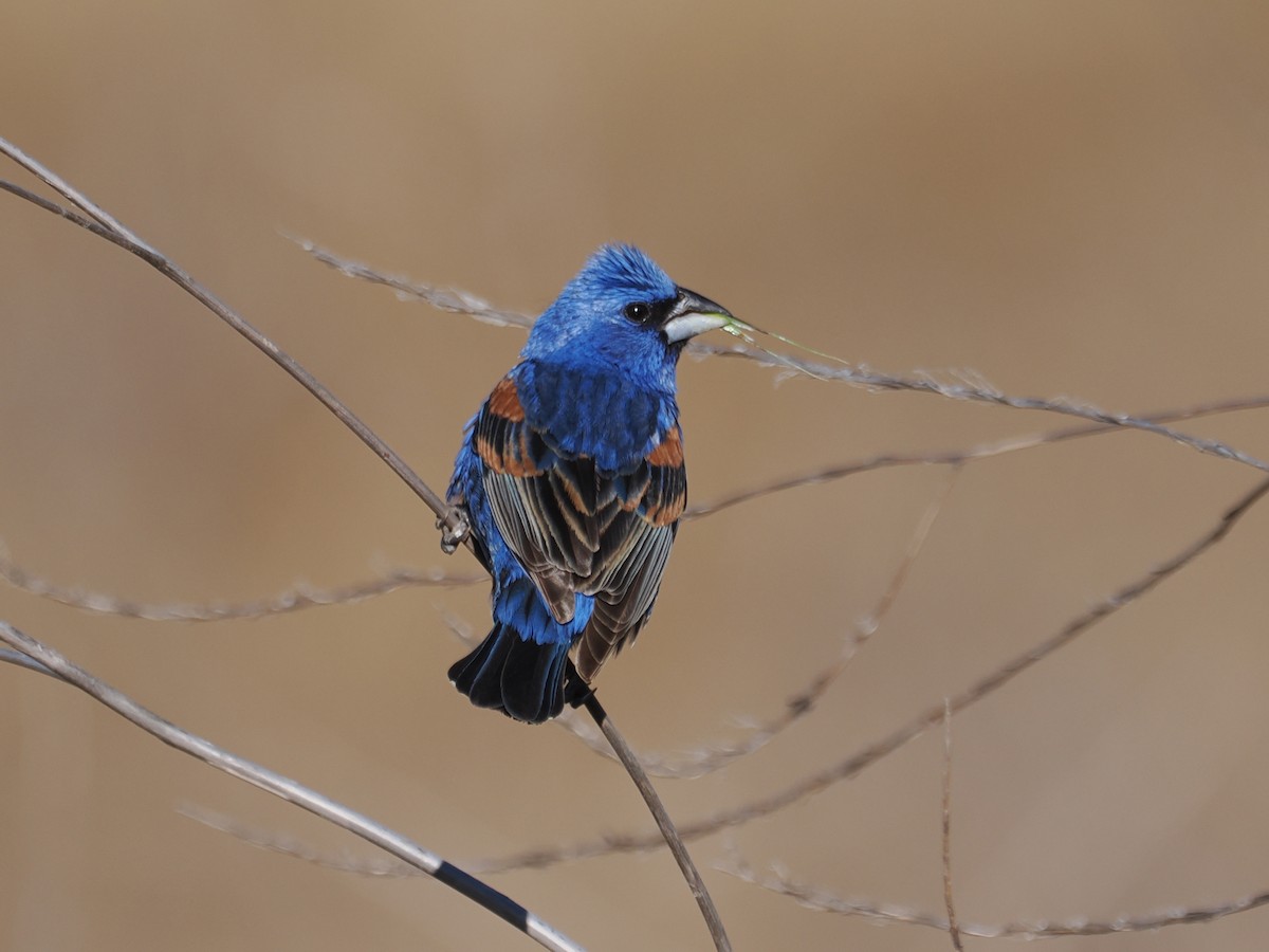 Blue Grosbeak - ML620386804