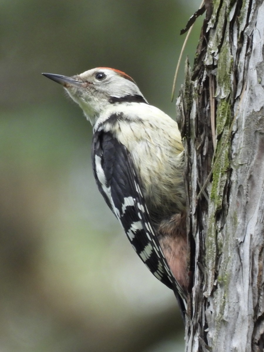 Middle Spotted Woodpecker - ML620386806