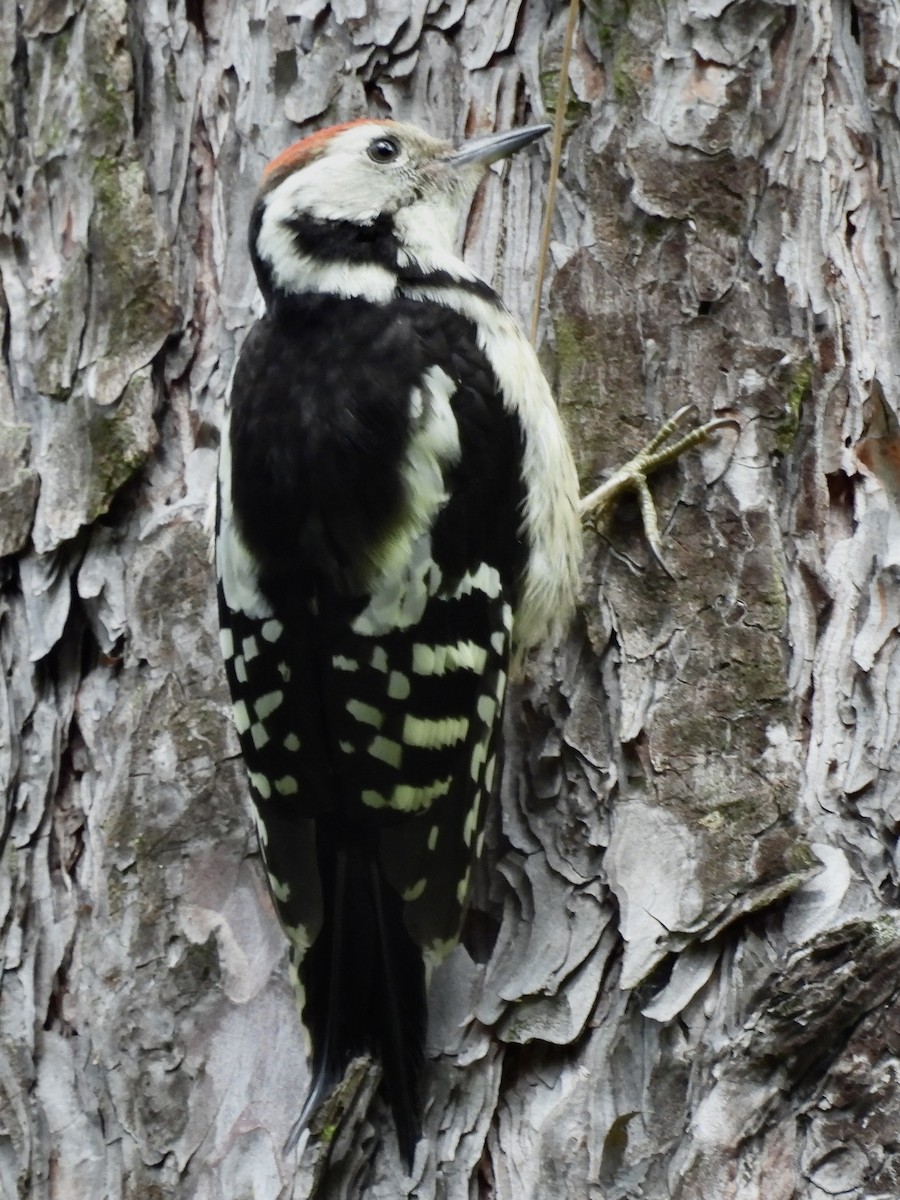 Middle Spotted Woodpecker - ML620386807