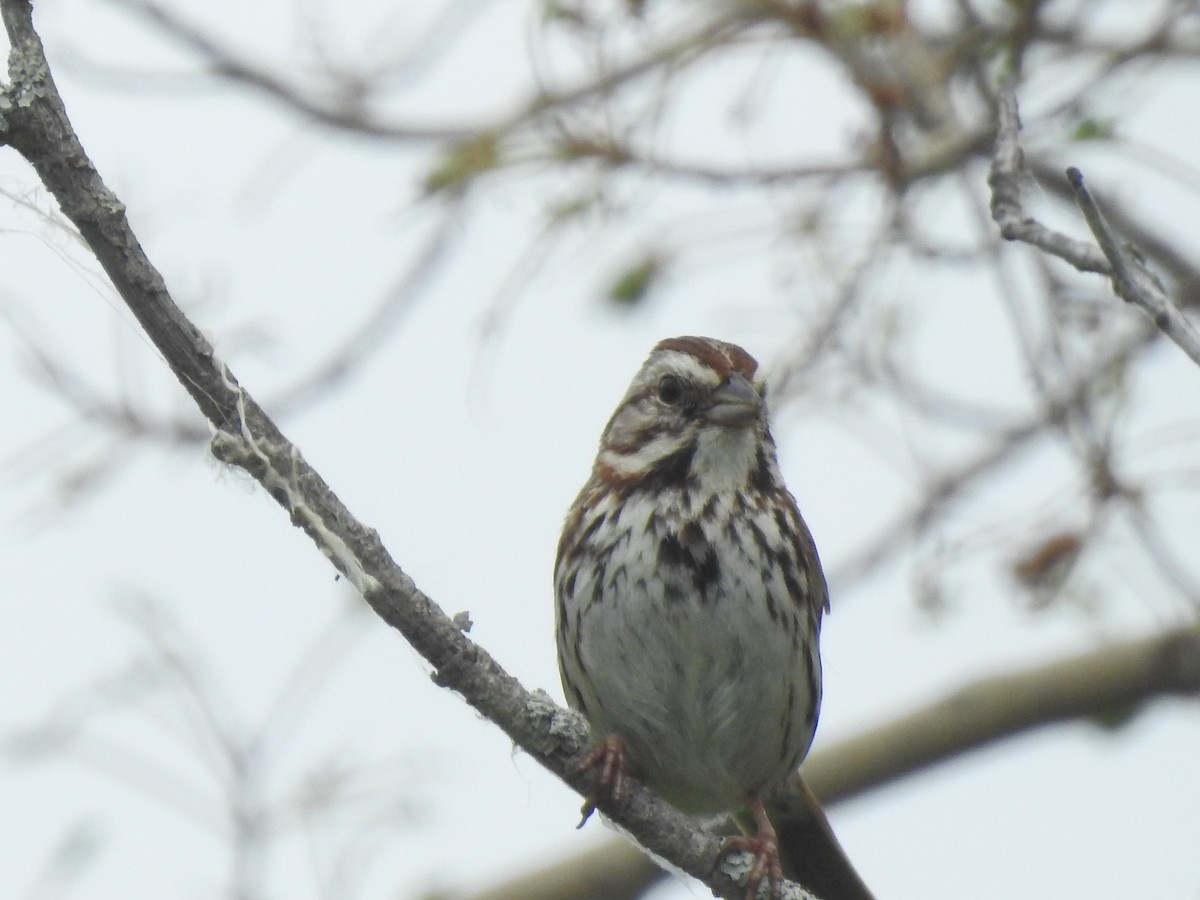 Song Sparrow - ML620386808