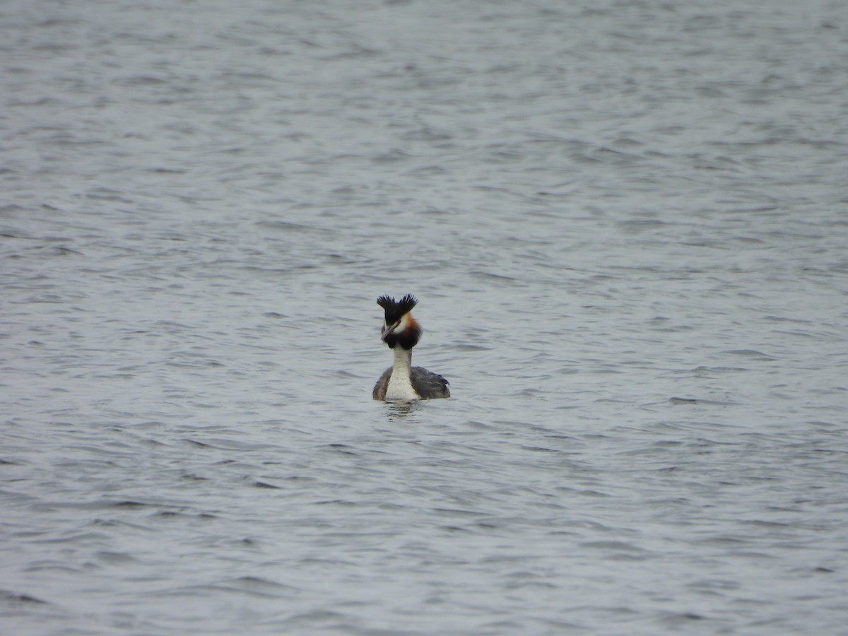 Great Crested Grebe - ML620386812