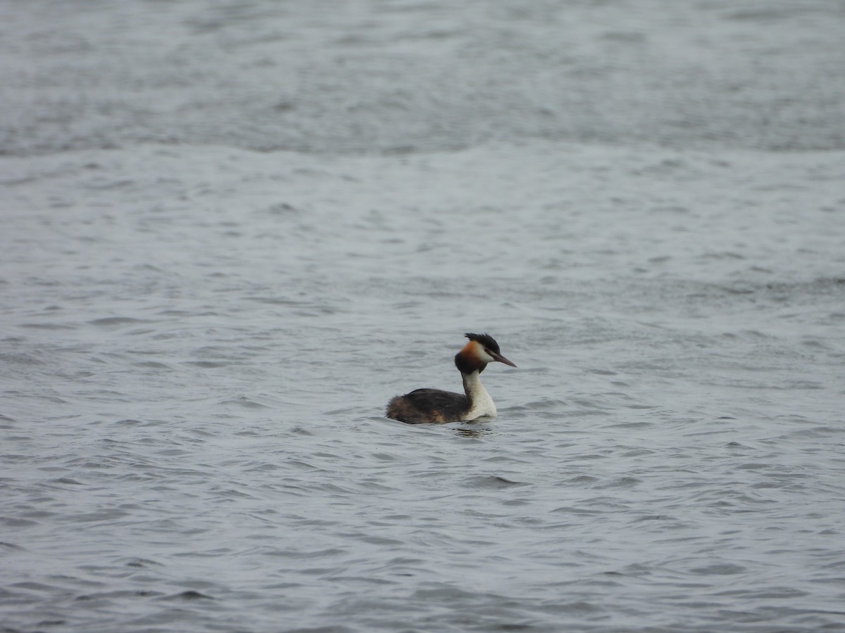 Great Crested Grebe - ML620386813