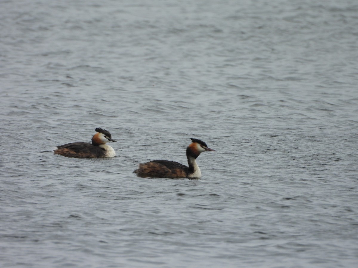 Great Crested Grebe - ML620386814