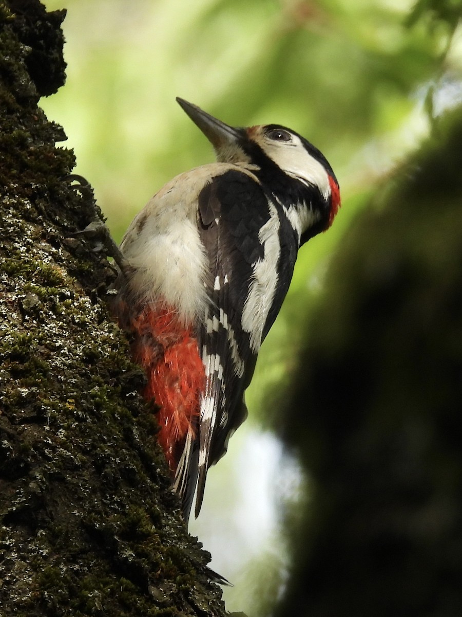 Great Spotted Woodpecker - ML620386818