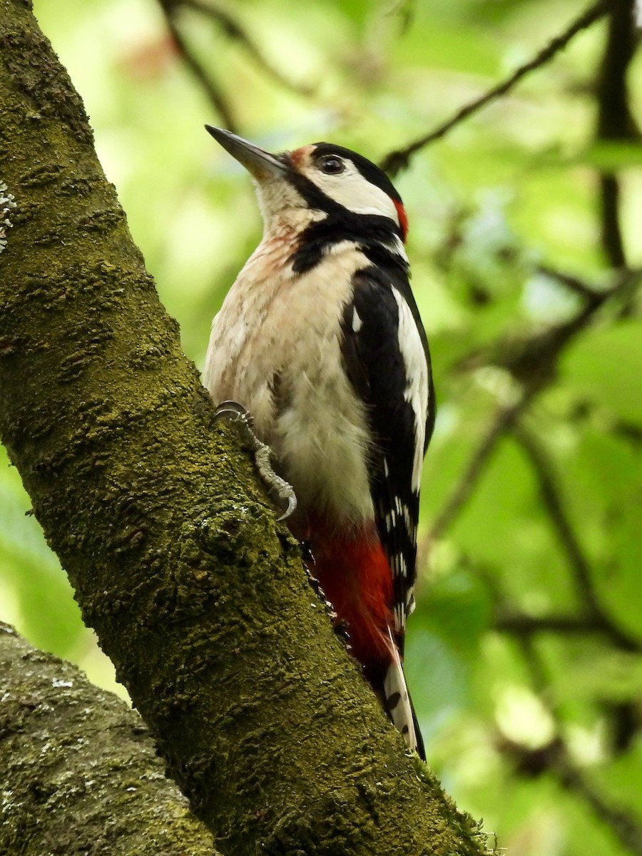 Great Spotted Woodpecker - ML620386819
