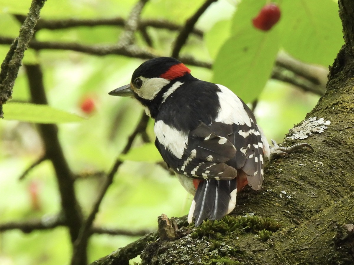 Great Spotted Woodpecker - ML620386820