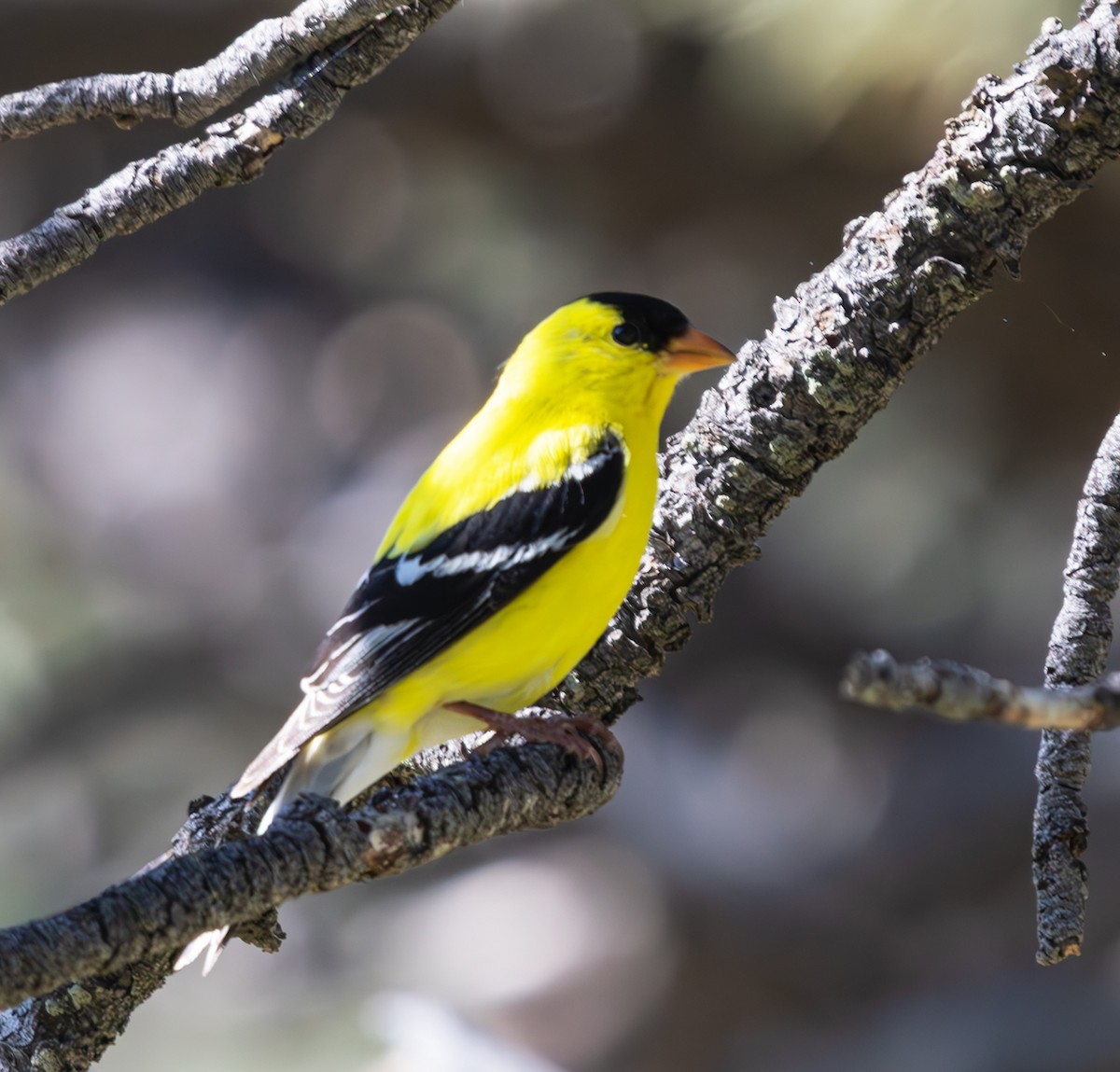 American Goldfinch - ML620386830