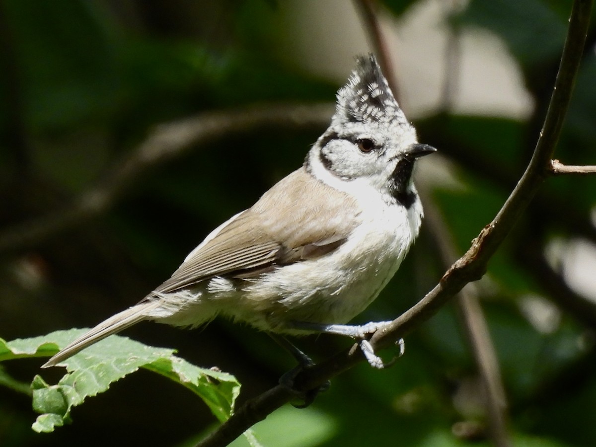 Crested Tit - ML620386833