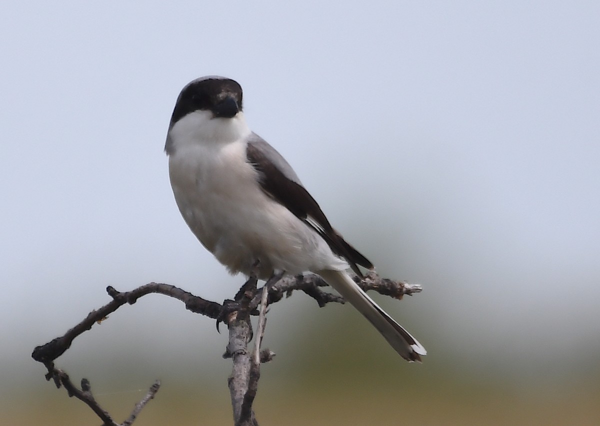 Lesser Gray Shrike - ML620386837